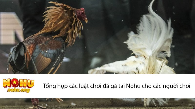 Tổng hợp các luật chơi đá gà tại Nohu cho các người chơi