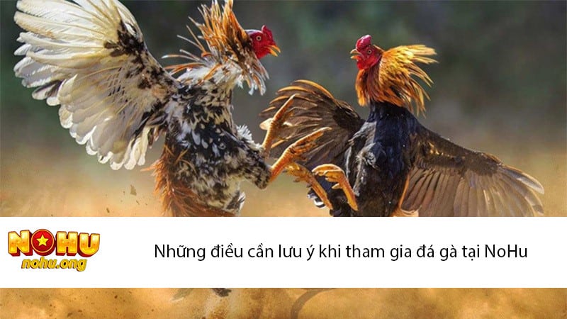 Những điều cần lưu ý khi tham gia đá gà tại NoHu